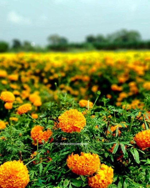 thumb_temp_1024 copy