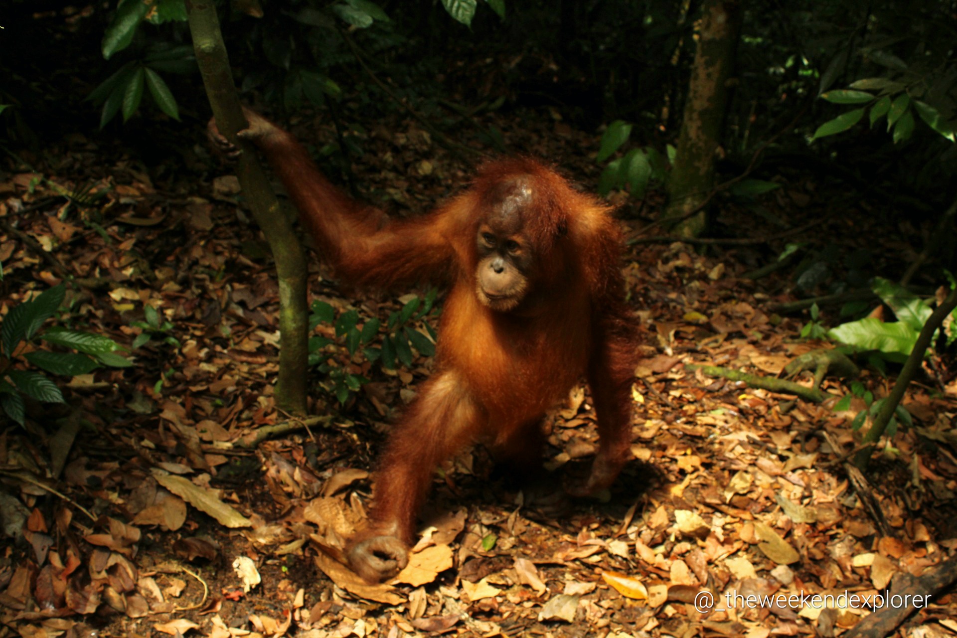 On the Orangutan Trail in North Sumatra: A Complete Guide to Bukit